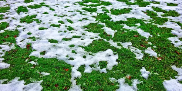 snow melting off grass
