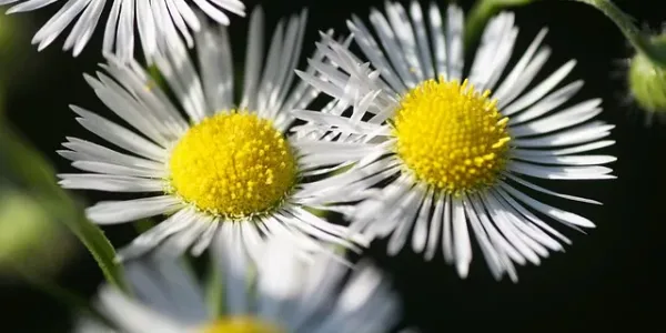 weeds in chesapeake
