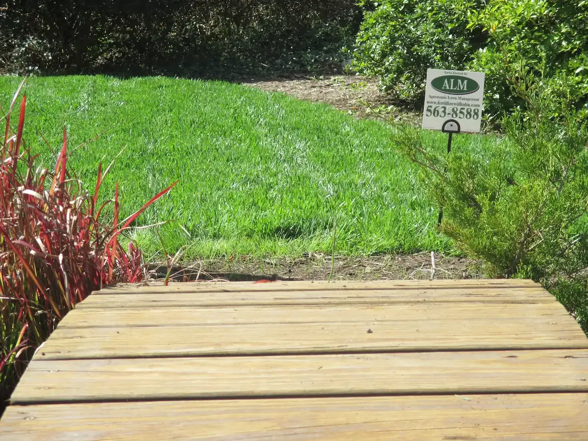 green lawn
