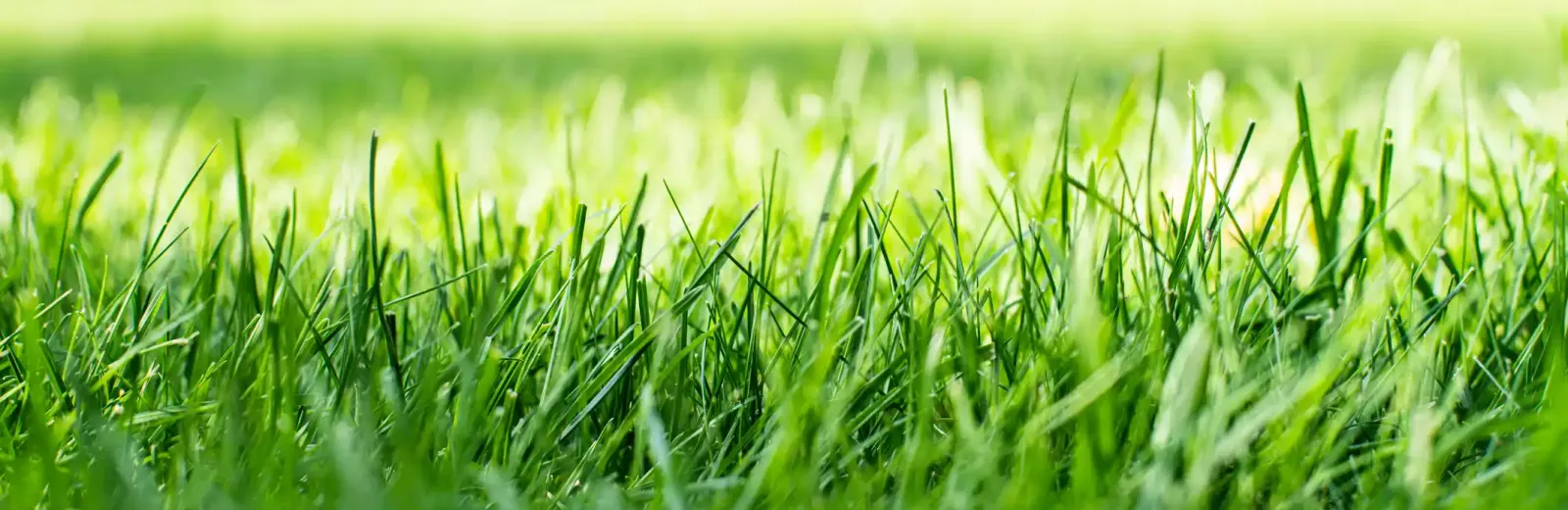 Lawn pest