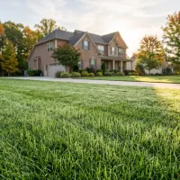 fall grass